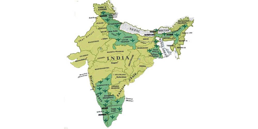 Регионы произрастания чая в Индии
