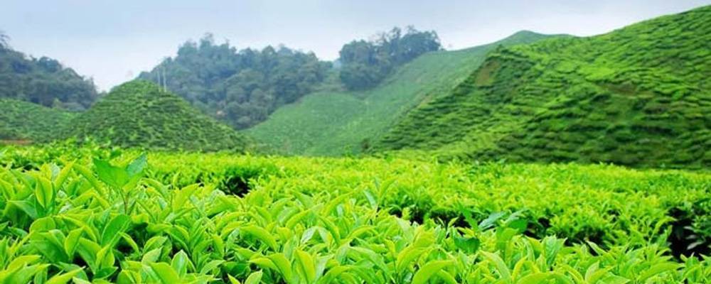 Чайные плантации Индии